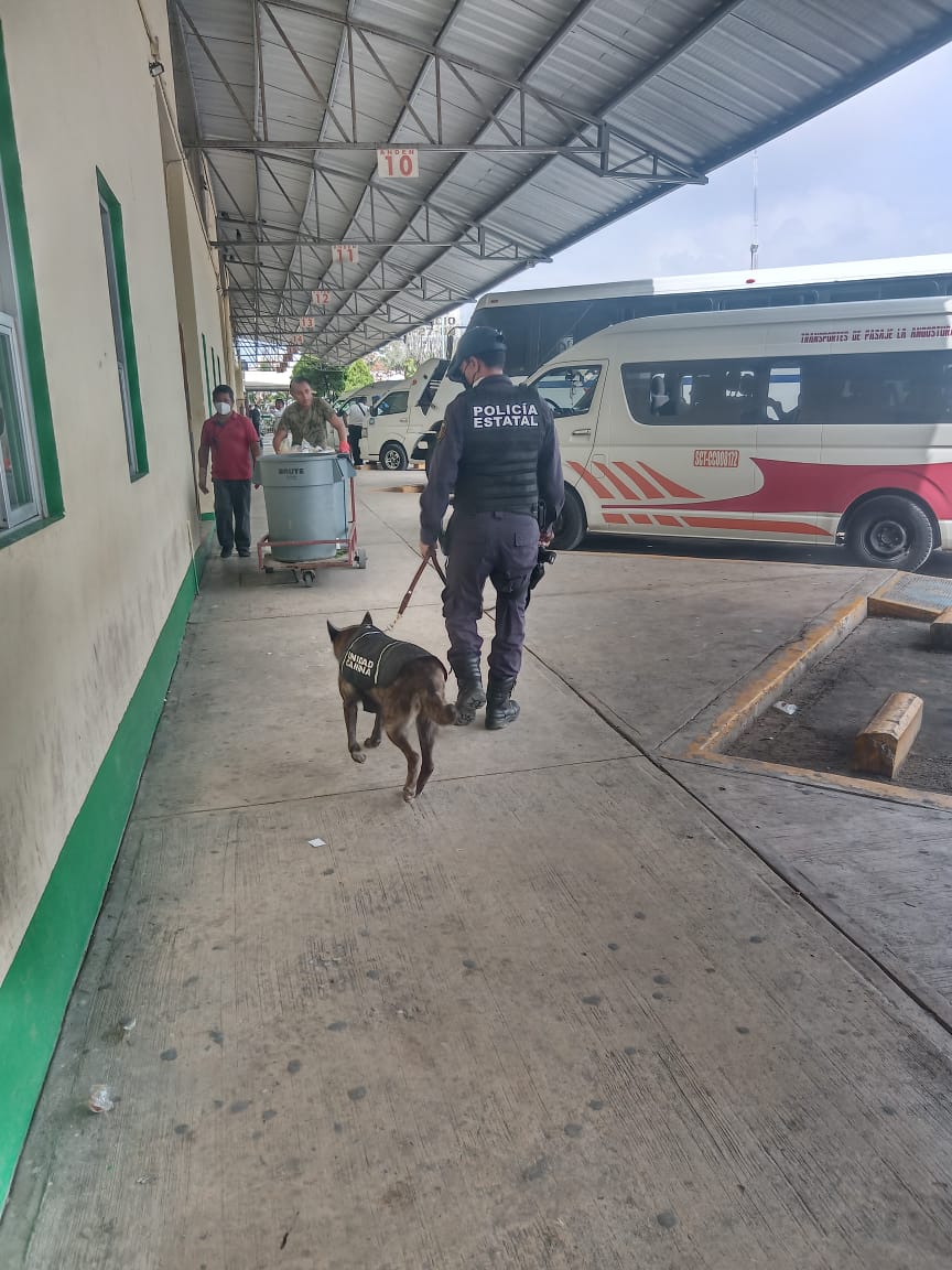 Binomios caninos de la SSyPC resguardan terminal de corto recorrido de Tuxtla Gutiérrez